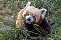 Red Panda feeding on bamboo shoots