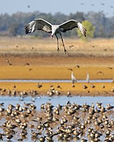 Sandhill crane in flight at the Sacramento National Wildlife Refuge