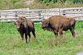 European bison in Hațeg nature reserve
