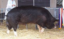 a black pig with white feet and white on the snout