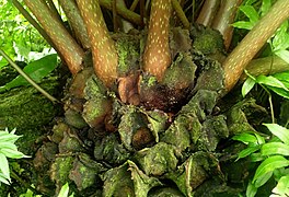 Growing at Garfield Park Conservatory. The swollen bases of the petioles are clearly seen here, as are the rounded stipules