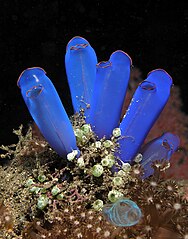 Blue sea squirts from the genus Rhopalaea.