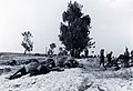Getötete Militärpferde (südlich Paritschi, am 6. August 1941)