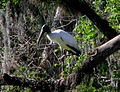 Wood stork near Blue Spring