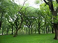 American elms, Central Park, Manhattan, New York City (Spring 2011)