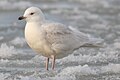 Iceland gull Larus glaucoides hvidvinget måge