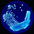 Legionella sp. under UV illumination