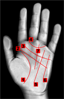 Some of the lines of the hand in palmistry: Life line Head line Heart line Girdle of Venus Sun line Mercury line Fate line