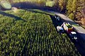 Harvesting maize field in Rantasalmi, South Savonia, Finland