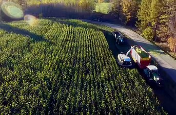 Harvesting maize, Finland