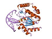 1emj: URACIL-DNA GLYCOSYLASE BOUND TO DNA CONTAINING A 4'-THIO-2'DEOXYURIDINE ANALOG PRODUCT