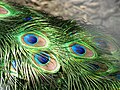 Image 17The brilliant iridescent colours of the peacock's tail feathers are created by Structural coloration. (from Animal coloration)