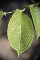 Asymmetrical leaf of Ulmus rubra