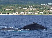 Humpback whale off the coast of 'Eua
