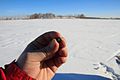 Scientists found meteorite samples on the ice of frozen Lake Chebarkul.