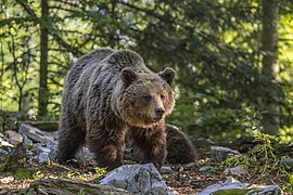 Eurasian brown bear (Ursus arctos arctos) female 1