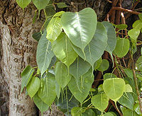 Leaves of the sacred fig (Ficus religiosa)
