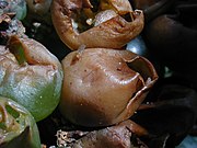 Fruchtfliege auf einer Beere. Beerenverletzungen ermöglichen es der Fruchtfliege, ihre Eier abzulegen. Die Maden höhlen die Beere im Inneren aus. Was zur Folge hat, dass nur mehr die mit Rebkernen gefüllte Beerenhülse übrig bleibt.