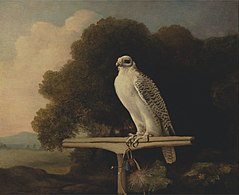 Greenland Falcon (1780), oil on panel, 81.3 x 99.1 cm., Yale Center for British Art