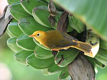 Small yellow bird clings to the side of a bunch of green bananas in a tree