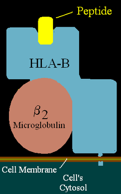 Illustration of HLA-B with bound peptide