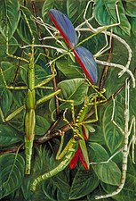 Leaf Insects and Stick Insects, c. 1870