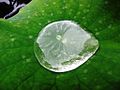 "Lotus effect", hydrophobic effect with self-cleaning ability