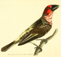 Blutbrust-Bartvogel (Lybius vieilloti) gemalt von Richard Polydore Nodder (bl. 1786–1820)