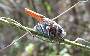 Malagasy Lantern Bug Nymph (Zanna madagascariensis)
