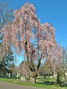 Pink Weeping Cherry Tree, March 2012
