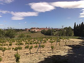Vineyards and the village of Ponteilla