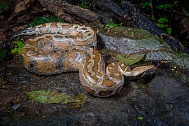 Python brongersmai, Brongersma's short-tailed python