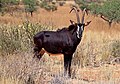 Image 16 Sable antelope Photograph credit: Charles J. Sharp The sable antelope (Hippotragus niger) is an antelope which inhabits wooded savanna in eastern and southern Africa, from the south of Kenya to South Africa, with a separate population in Angola. The species is sexually dimorphic, with the male heavier and about one-fifth taller than the female. It has a compact and robust build, characterized by a thick neck and tough skin, and both sexes have ringed horns which arch backward. The sable antelope has four subspecies. This picture shows an adult male common sable antelope (H. n. niger) in the Tswalu Kalahari Reserve, South Africa. More selected pictures