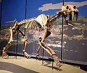 Skeleton of Smilodon populator