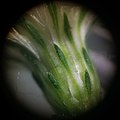 Microscopic photo of the involucre of a flower head of S. lateriflorum plant showing phyllary detail. The green zone of each phyllary is shaped like a lens. The inner phyllaries are much longer and linear-shaped than the outer ones, and visible on the edges of each phyllary are white-looking translucent margins.