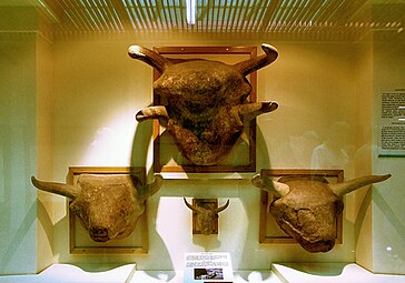 Neolithic bucrania from Çatalhöyük, 7500-6400 BC, Museum of Anatolian Civilizations, Ankara, Turkey