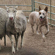 Ein Schaf in einer Koppel, links daneben, nur halb im Bild, ein zweites Schaf. Rechts läuft von hinten ein Hund heran, mit offenem Maul und aufgestellten Ohren
