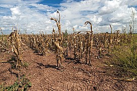 Agricultural changes. Droughts, rising temperatures, and extreme weather negatively impact agriculture. Shown: Texas, US (2013).[280]