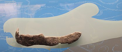 Fossil jaw of Dunkleosteus on display in Iowa Hall
