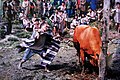 Animal sacrifice by Derung people in Gongshan Derung and Nu Autonomous County