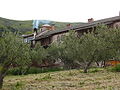 Olive trees near the monastery
