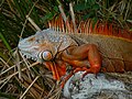 Reddish-colored green iguana