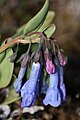 Long bluebells (Mertensia longiflora)