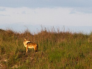 Coyote (Canis latrans), Padre Island NS (Oct 2009)