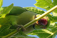 Photo of a green parrot among leaves
