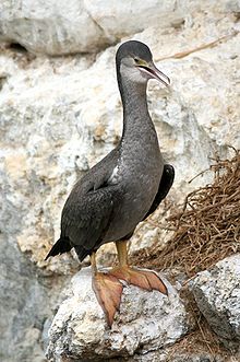 Young spotted shag standing on a rock
