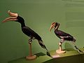 birds in the old exhibit