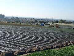 Monterey County - Strawberry fields in rural area