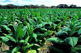 Tobacco plantation near Estelí.