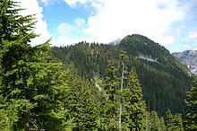 Ein immergrüner Wald an einem steilen Berghang